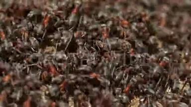 红木蚁在巢上活动.. 春天里有红木蚁的花盘